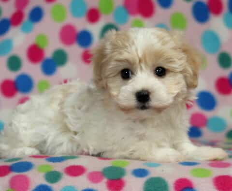 Nala Havanese