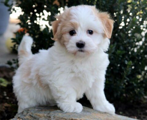 Nala Havanese2