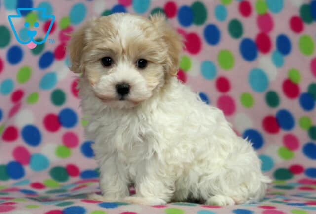 Nala Havanese2 image
