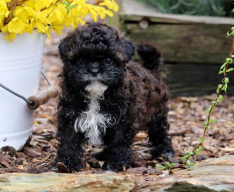 Nala Shihpoo-001