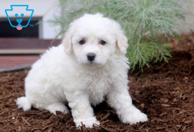 Nancy Bichon 1-001