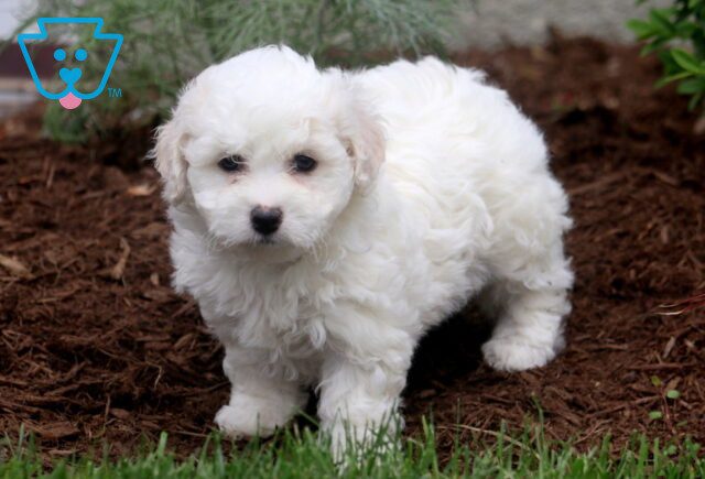 Nash Bichon 1-001