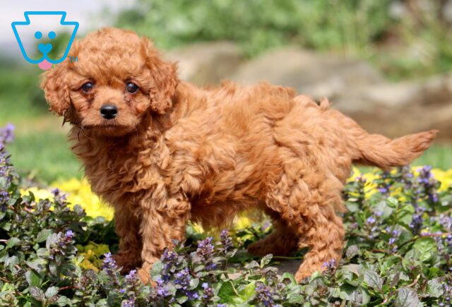 Natasha Cavapoo 1-001