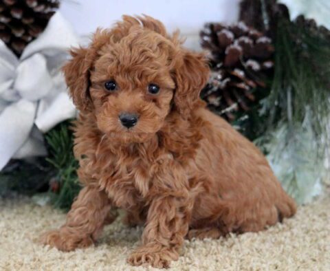 Natasha Mini Poodle