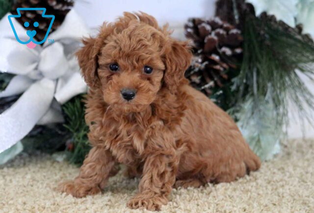 Natasha Mini Poodle image