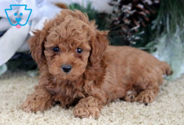 Natasha Mini Poodle2 image