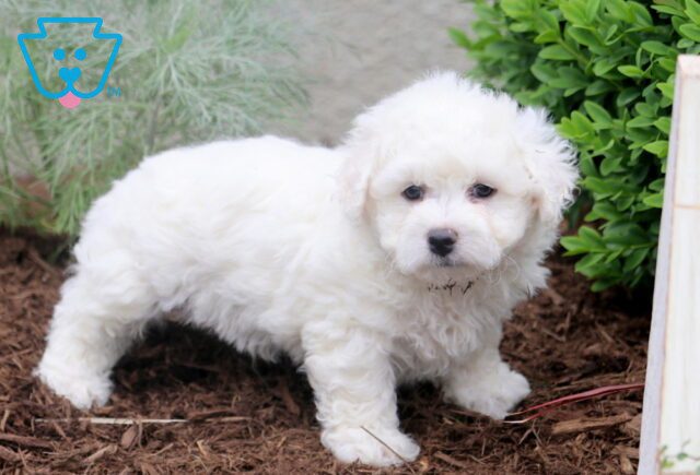 Nathan Bichon 1-001