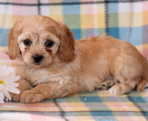 Nathan Cavapoo2
