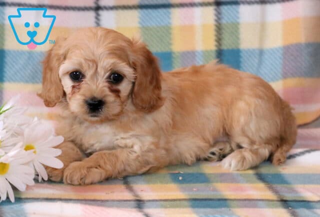 Nathan Cavapoo2 image