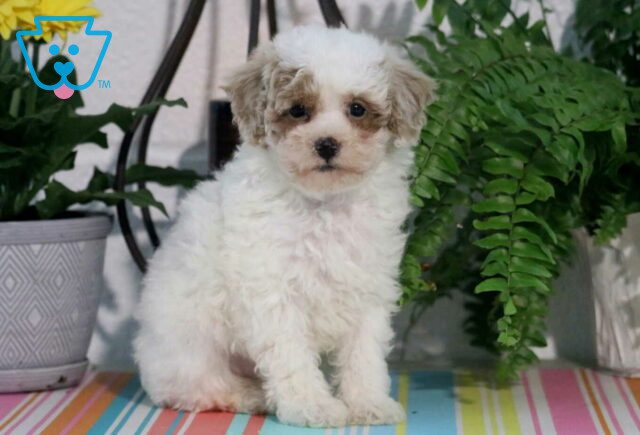 Nathan Maltipoo