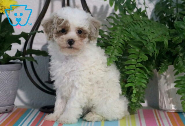 Nathan Maltipoo2