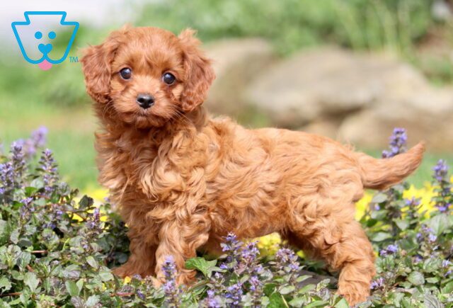 Navy Cavapoo 1-001