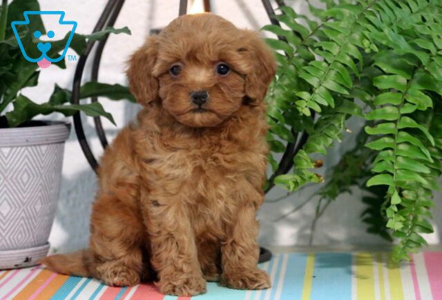 Navy Maltipoo