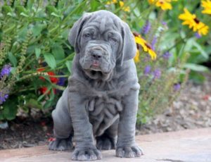 Mastiff - Neapolitan