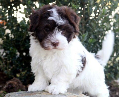 Necco Havanese