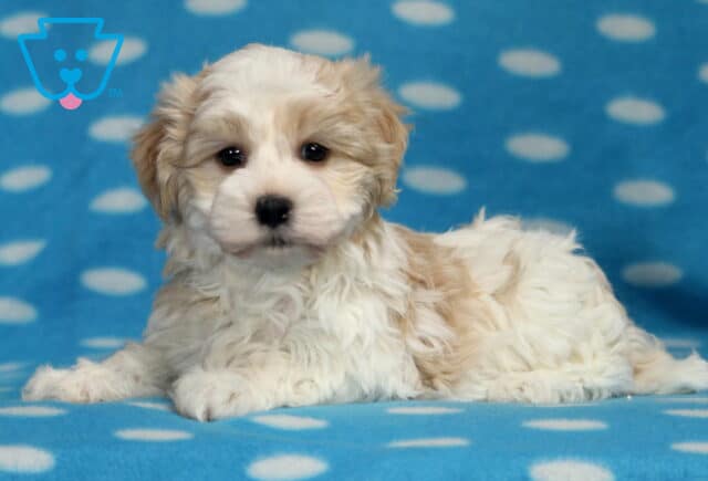 Necco Havanese image