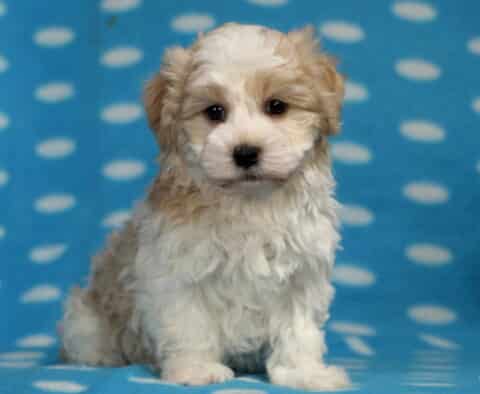 Necco Havanese2