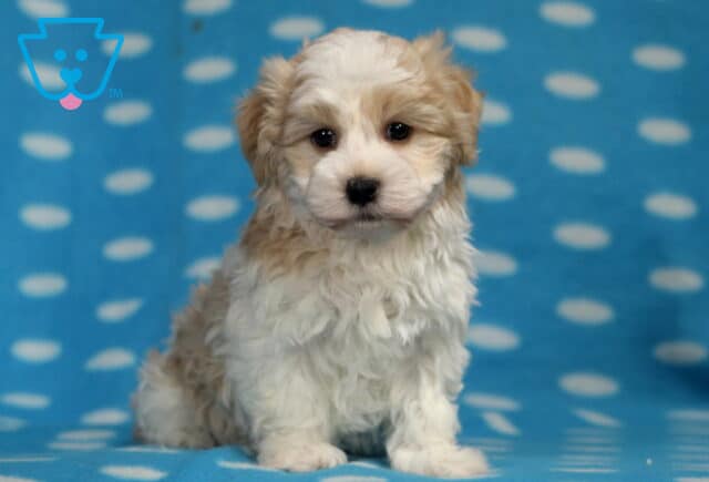 Necco Havanese2 image