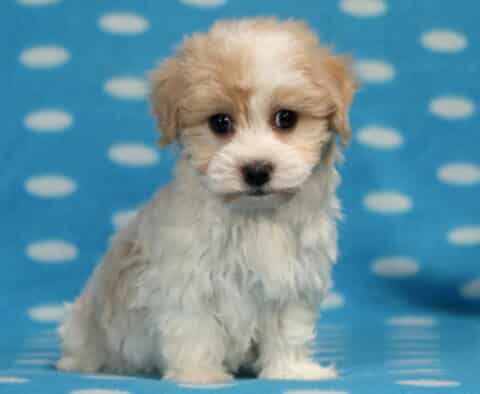 Nevon Havanese2