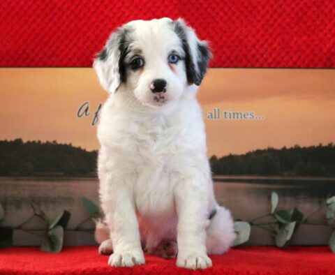 Newbie Mini Bernedoodle