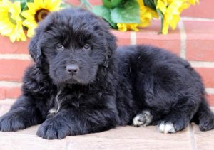 Newfoundland Puppies For Sale