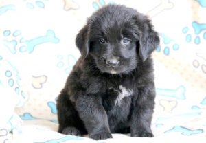 Newfoundland Mix
