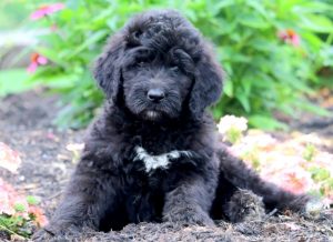 Newfypoo puppies for sale