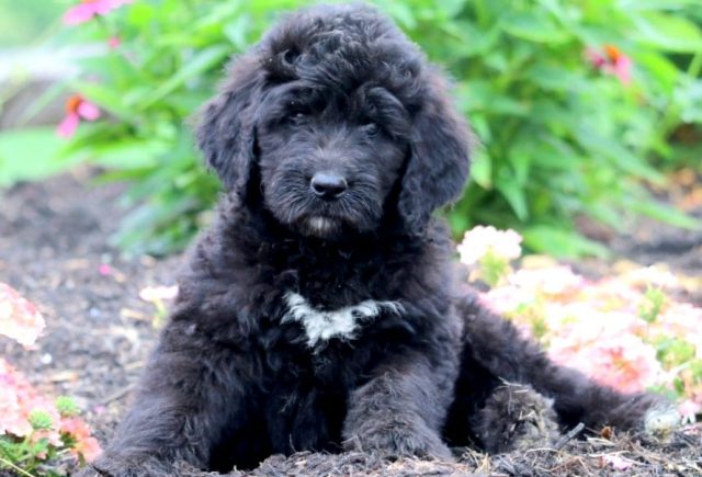 Newfypoo puppies for sale