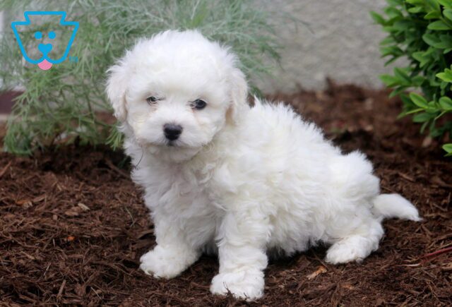 Nick Bichon 1-001