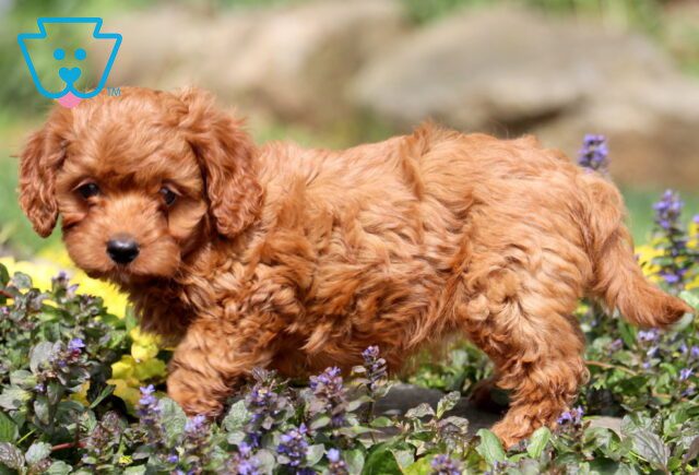 Nikki Cavapoo 1-001