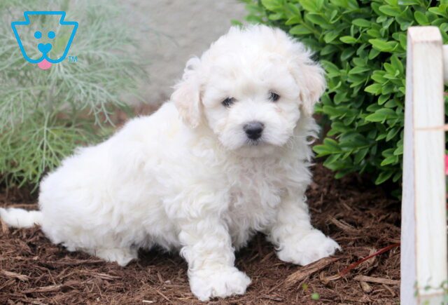 Noah Bichon 1-001