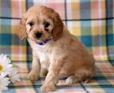 Noah Cavapoo