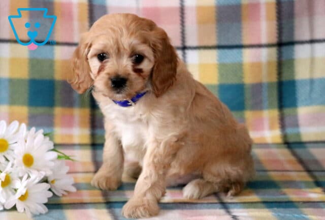 Noah Cavapoo image