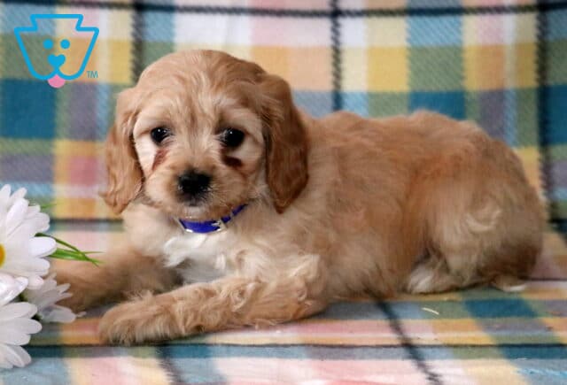 Noah Cavapoo2 image