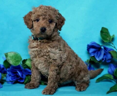 Noah Mini Poodle