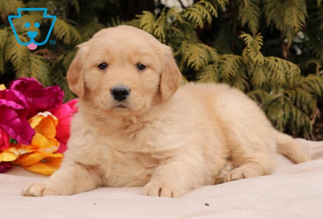 Noris Golden2 image