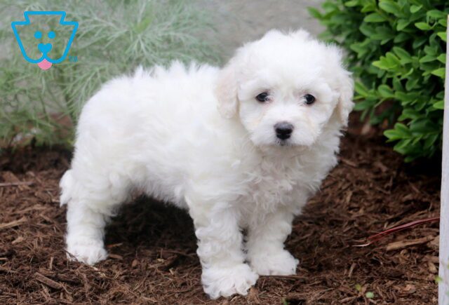 Norma Bichon 1-001