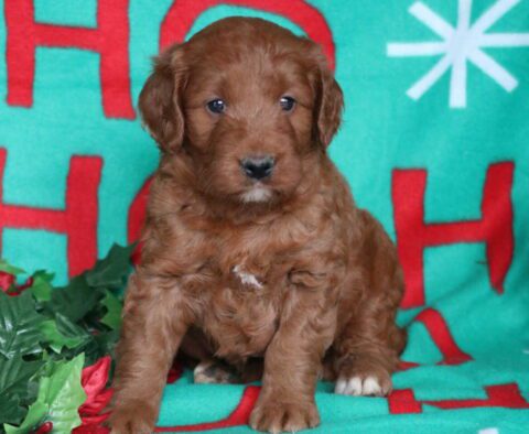 Norris Goldendoodle