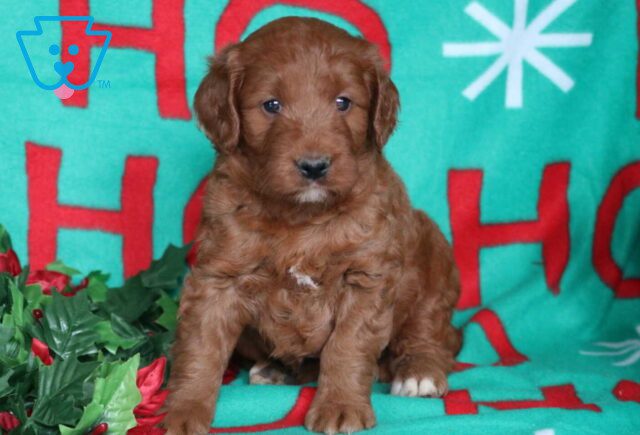 Norris Goldendoodle image