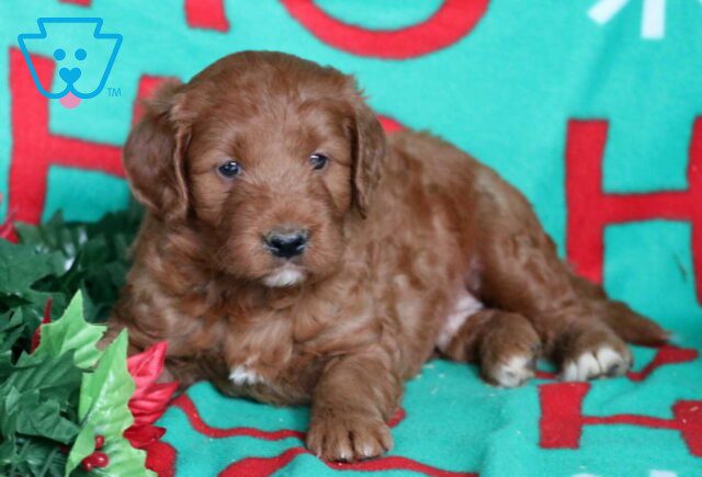 Norris Goldendoodle2 image