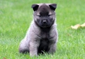 Norwegian Elkhound puppies for sale
