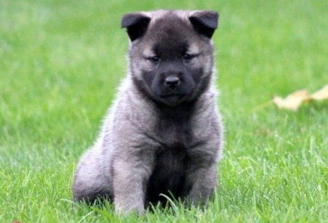 Norwegian Elkhound puppies for sale