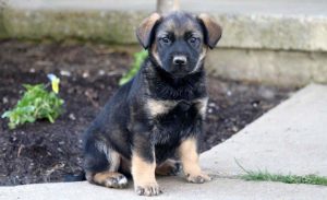 Norwegian Elkhound Mix