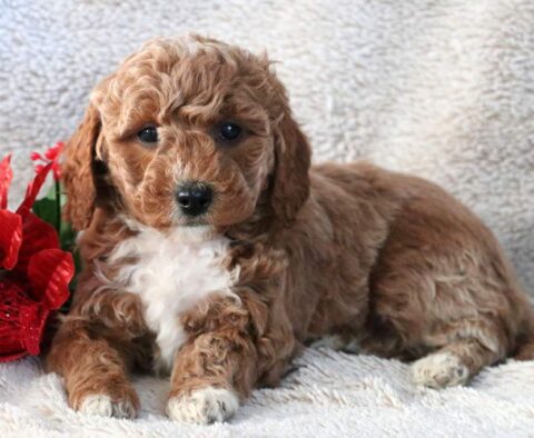 Nova Mini Goldendoodle