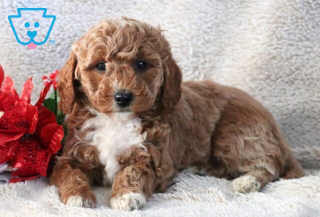 Nova Mini Goldendoodle image