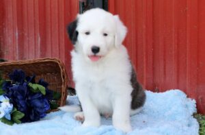 Old English Sheepdog Mix