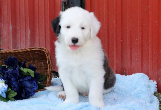 Old English Sheepdog Mix