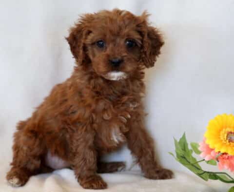 Olena Cavapoo2