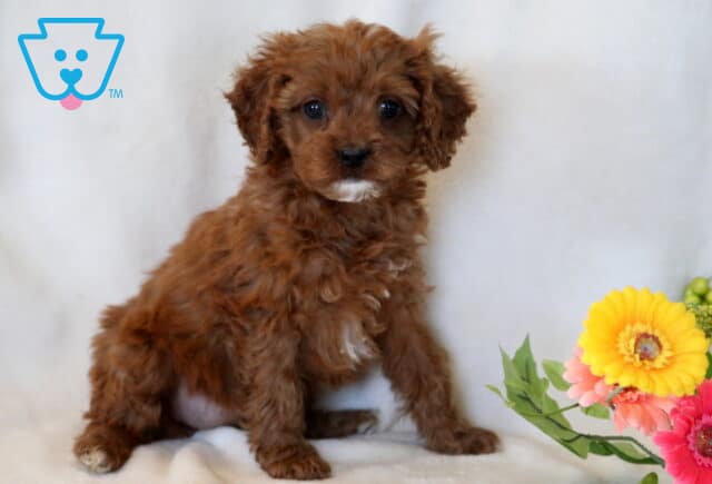 Olena Cavapoo2 image