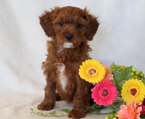 Oliver Cavapoo